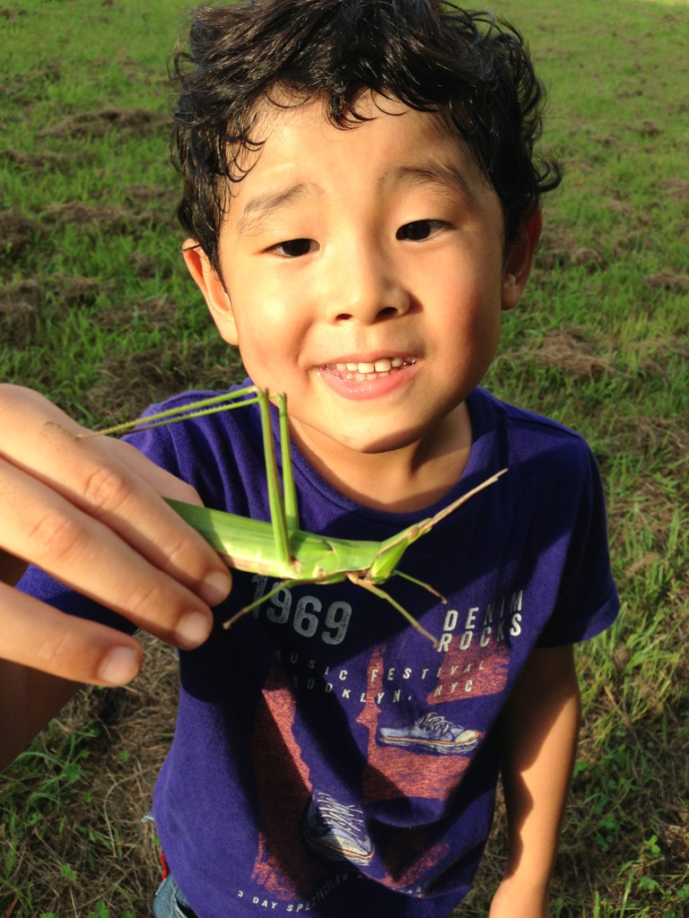 巨大ショウリョウバッタ よーちゃんすくすく日記 せーちゃんすくすく日記